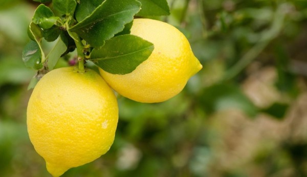 limoni-sicilia