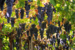 Grapes_growing_in_Valpolicella