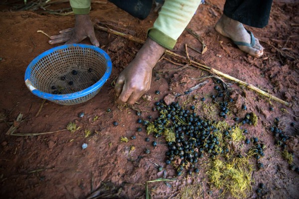 Coffee cherries are separated from elephant dung on November 26, 2016 in Baan Ta Klang, Thailand. Photographer: Taylor Weidman/Bloomberg 
