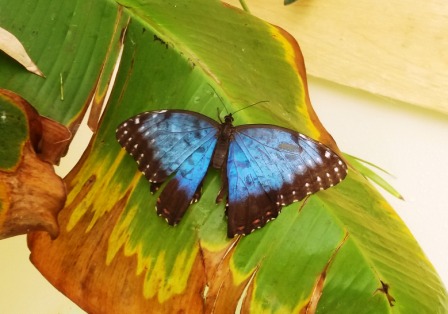farfalla 2