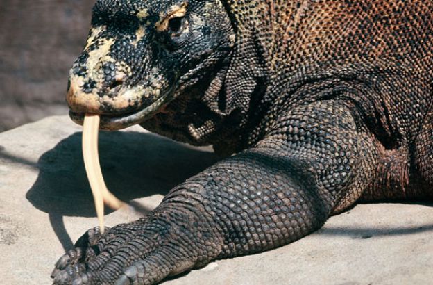 Fauna, Varano di Komodo: in classifica tra gli animali più pericolosi al mondo