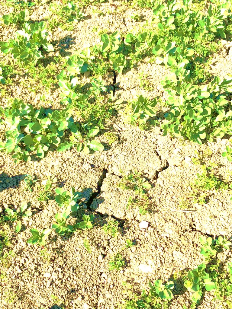 Emergenza siccità in Sicilia: si rischiano gravi danni all’agricoltura e allevamenti