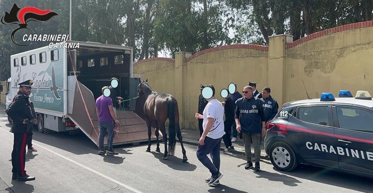 Catania, quartiere Picanello: i Carabinieri scoprono una stalla illegale